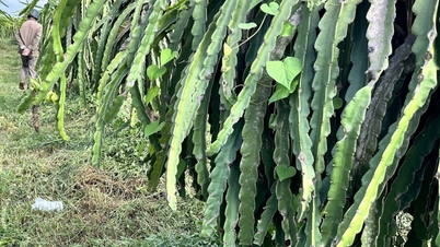 Tử vong khi cắt cỏ