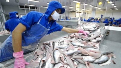 China ist der größte Verbrauchermarkt für vietnamesischen Pangasius.