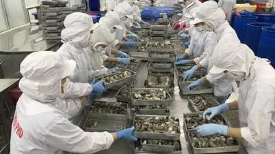 Thách thức xuất khẩu 9,5 tỉ USD của thủy sản Việt Nam năm 2024