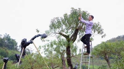 People in the highlands of Hoa Binh are busy taking care of peach trees at the end of the year.