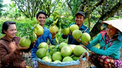 Das erste Grapefruit-Festival findet bald in Dong Nai statt