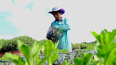 កសិករ Sa Dec កំពុងមមាញឹករៀបចំពិធីបុណ្យផ្កាដំបូង