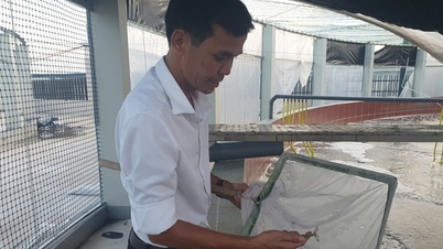 The most systematic high-tech shrimp farming in the North, a cooperative in Quang Ninh earns huge profits