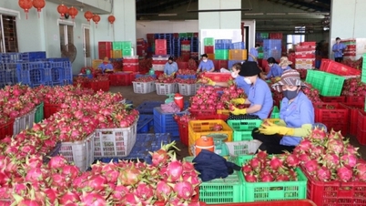 8 tháng đầu năm 2023, kim ngạch xuất nhập khẩu Việt Nam - Trung Quốc vượt 100 tỷ USD