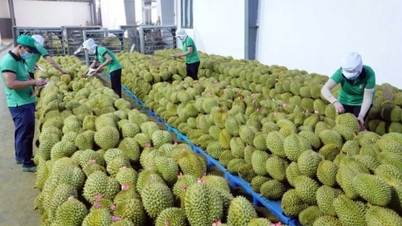 ការ​នាំ​ចេញ​បន្លែ​ផ្លែ​ឈើ​ទៅ​កូរ៉េ​ខាង​ត្បូង និង​ថៃ​កើន​ឡើង​យ៉ាង​ខ្លាំង