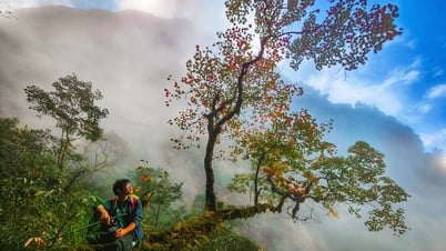 Săn mây, ngắm rừng phong thay lá trên đỉnh Ngũ Chỉ Sơn