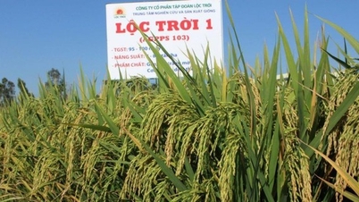 Loc Troi មានអគ្គនាយកថ្មី ជួបការលំបាកយ៉ាងណា?