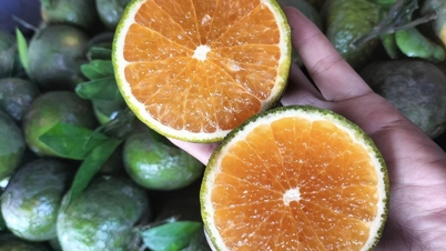 ក្រូច​មាន​តម្លៃ​ប៉ុន្មាន​ពាន់​ដុង​ក្នុង​មួយ​គីឡូ ប៉ុន្តែ​នៅ​មិន​ទាន់​លក់​បាន​ទេ។