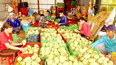 Kiểm tra, giám sát mã số vùng trồng - Nỗ lực kiểm soát chất lượng nông sản