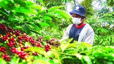 Xuất khẩu cà phê của Việt Nam được hưởng lợi về giá