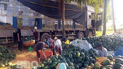 Một loại quả ngon ở Bình Định, mùa này dân trồng thành công, 10 trái như 10, bán giá hời