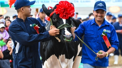 Dairy cows strut on the beauty pageant stage