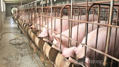 Der Markt bewegt sich weiterhin seitwärts und notiert bei der Marke von knapp 62.000 VND/kg.