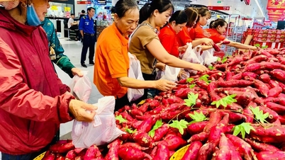 Người trồng khoai lang đối mặt nguy cơ thua lỗ nặng