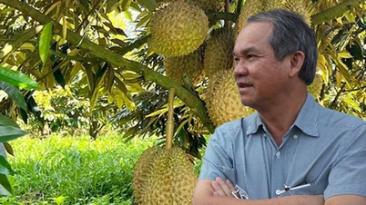 Sầu riêng 1 vốn 5 lời: Đại gia Việt đua nhau trồng, dự thu lãi hàng nghìn tỷ