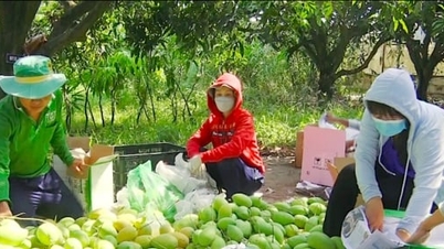 ពូជស្វាយឆ្មា ដែលជាជំនាញដ៏ល្បីនៃទឹកដីនាគប្រាំបួន