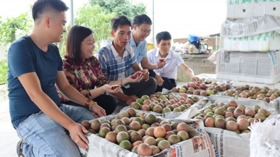Để hàng Việt ‘bám rễ’ thị trường Hoa Kỳ