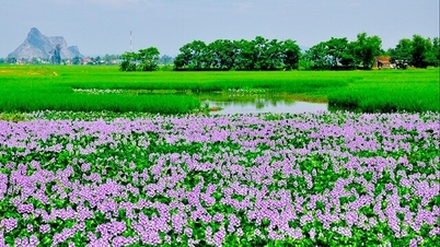 គំនិតចៃដន្យលើ hyacinth