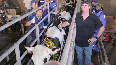 TH Group imports 2,009 purebred high-yielding dairy cows from the US to Thanh Hoa farm