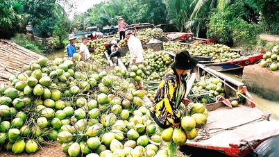 ដូង​វៀតណាម​ស្រស់​ត្រៀម​ចូល​ទីផ្សារ​អាមេរិក