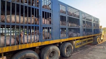 Khẩn trương ngăn chặn gia súc gia cầm nhập lậu