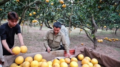 Thủ phủ bưởi Diễn tất bật thu hoạch phục vụ Tết