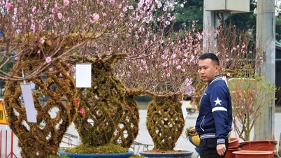 Se lanza un exclusivo jarrón de flores de durazno con un precio de alrededor de 10 millones de VND para el Tet Giap Thin 2024