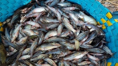 Cá chốt-loại cá đồng ngon nhức nách ở Bạc Liêu, An Giang, mắm cá chốt nhà giàu thấy còn thèm?