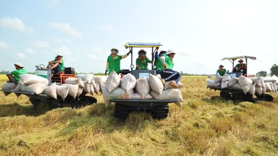 Vietnam wins 8/17 bids for 500,000 tons of rice from Indonesia