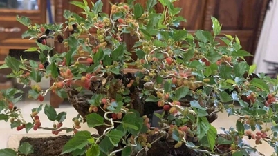 បុនសៃ mulberry ដែលមានរាងចម្លែក មានតម្លៃដល់ទៅរាប់សិបលានដុង
