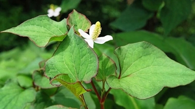 Does eating fish mint cure erectile dysfunction?