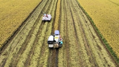 40.000ha lúa đông xuân ở Cần Thơ chưa được bao tiêu