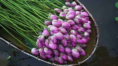 ការស្ដារបឹងឈូកខាងលិច