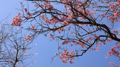 Cherry blossoms are in full bloom on the streets of Da Lat.