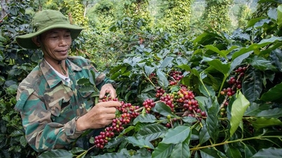 Vietnamese coffee 'redraws' the world market