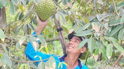តម្លៃ​ទុរេន​នៅ​ខេត្ត​មួយ​នៅ​ភាគ​ខាង​លិច​ធ្លាក់​ចុះ​យ៉ាង​ខ្លាំង អ្នក​ថែ​សួន​ព្រួយ​បារម្ភ។