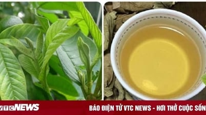 ឱសថមួយចំនួនពីស្លឹកត្របែក និងដើមត្របែក