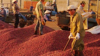 Nguồn cung thiếu hụt cục bộ, giá cà phê xuất khẩu cao nhất 30 năm