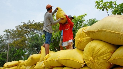 ឥណ្ឌា​នាំ​អង្ករ​ចេញ​ជាង​១​លាន​តោន​ទៅ​៧​ប្រទេស តើ​ផ្ញើ​សារ​អ្វី?