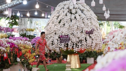 The largest Phalaenopsis orchid pot in Ho Chi Minh City is for sale for nearly 2 billion VND