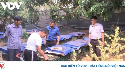 Nghề nuôi ong đem lại giá trị gần 250 tỷ đồng/năm