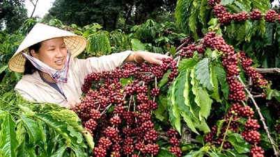 Giá cà phê xuất khẩu Arabica chạm mức thấp nhất trong vòng một tháng