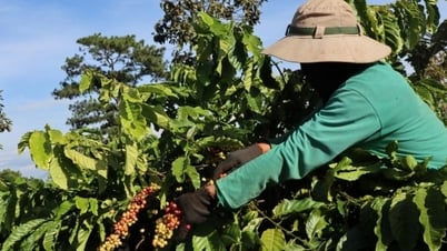 Giá cà phê trong nước tiếp tục lao dốc