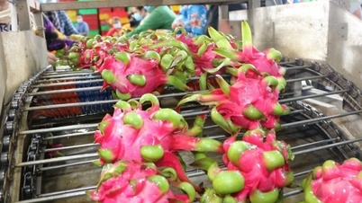 Thanh long Việt đối diện với nhiều thách thức từ thị trường