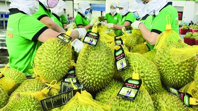 Để rau quả Việt Nam vươn xa: Chất lượng là yếu tố quyết định