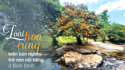 ផ្កា​ព្រៃ​ប្រែ​ក្លាយ​ភូមិ​ក្រីក្រ​ទៅ​ជា​ល្បី​ឈ្មោះ​ក្នុង​ខេត្ត Binh Dinh