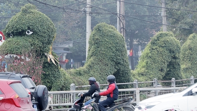 Cận cảnh cặp &amp;amp;apos;rồng xanh&amp;amp;apos; ở Nghệ An đang gây xôn xao dư luận