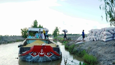 Nhu cầu xuất khẩu gạo tăng, gạo Việt tiếp tục thắng thầu