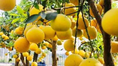 Der Grapefruitgarten Phuc Dien ist während der Tet-Saison leuchtend gelb