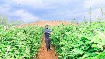 Cây ba kích tím trồng kiểu gì mà tốt um ở Vĩnh Phúc, cứ 1ha cho doanh thu tới 3 tỷ đồng?